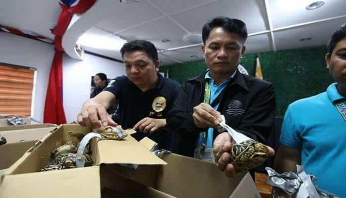 Manila aeroportunda 1500-dən çox tısbağa aşkar edilib