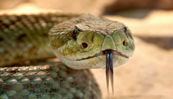 Ученые установили, для чего змеям изначально понадобился яд