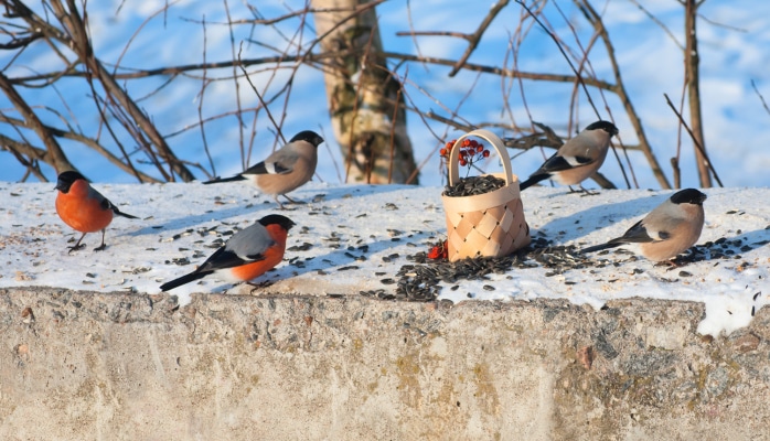 Rusiya paytaxtının sakinlərini sərxoş quşlar barədə xəbərdar etdilər