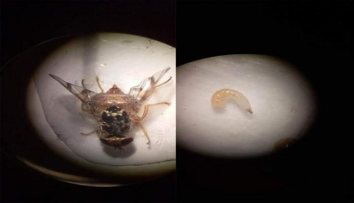В Азербайджане в плодах хурмы обнаружена средиземноморская плодовая муха