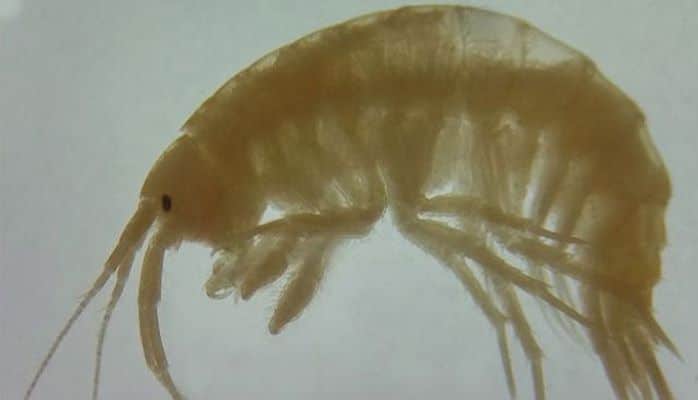 Türkiyənin elm adamları iki yeni canlı növü kəşf ediblər