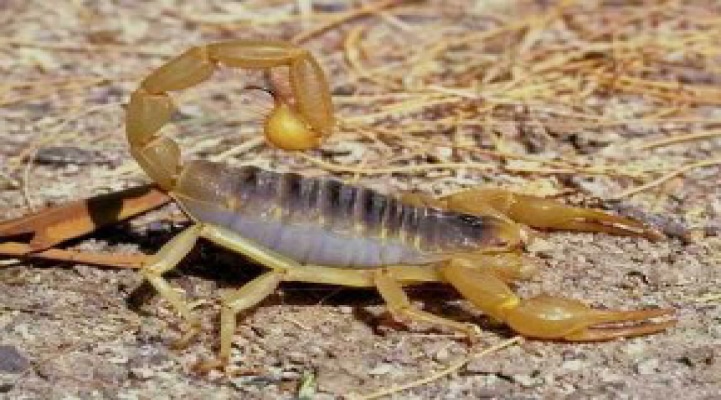 Təyyarəyə 200 diri əqrəb keçirmək istədi