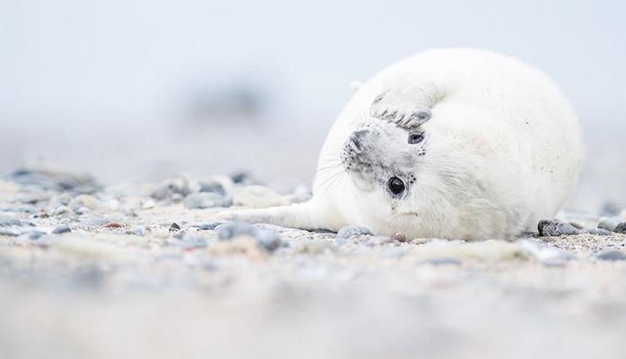 Спасти белька: космические снимки помогут сохранить жизнь тюленятам