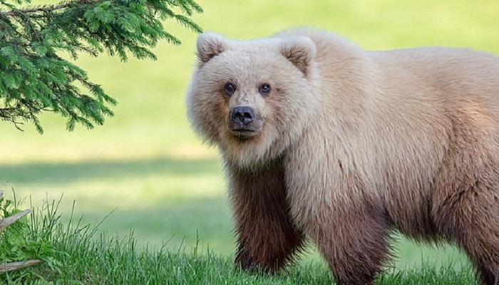 Обнаружили бурого медведя-блондина