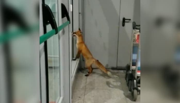 Domodedovo hava limanında tülkü peyda oldu