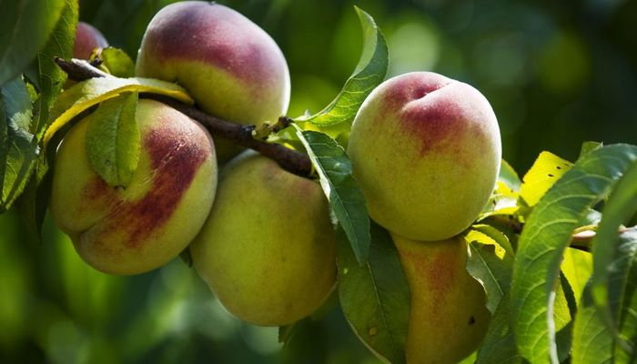 Yayda daha çox şaftalı və banan yeyin, çünki...