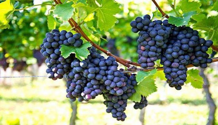 ТВ: В Азербайджане собран рекордный урожай винограда