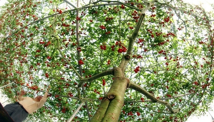 В Израиле вырастили помидорное дерево невероятных размеров