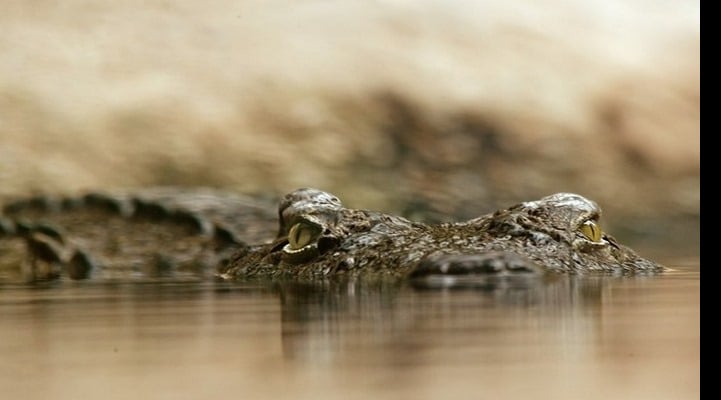 У глубинного крокодила обнаружили древнейшую доброкачественную опухоль