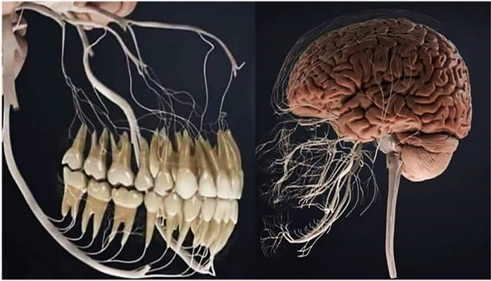 12 изображений, которые расскажут о нашем теле лучше любого учебника