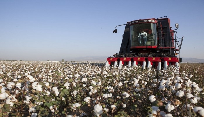 Kürdəmirdə pambıq sahələrinin əksəriyyətinin məhsulu kombaynlarla yığılacaq
