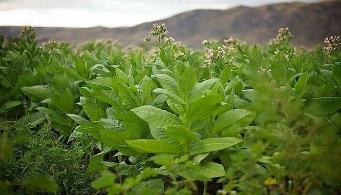 Azərbaycanda Virciniya ştatından gətirilən bahalı tütün növünün istehsalına başlanılıb