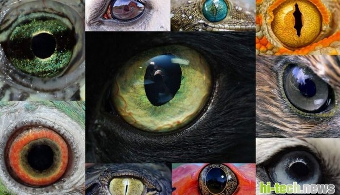 Dünyaya it, böcək və ya balıq gözü ilə baxmağa imkan verən tətbiq