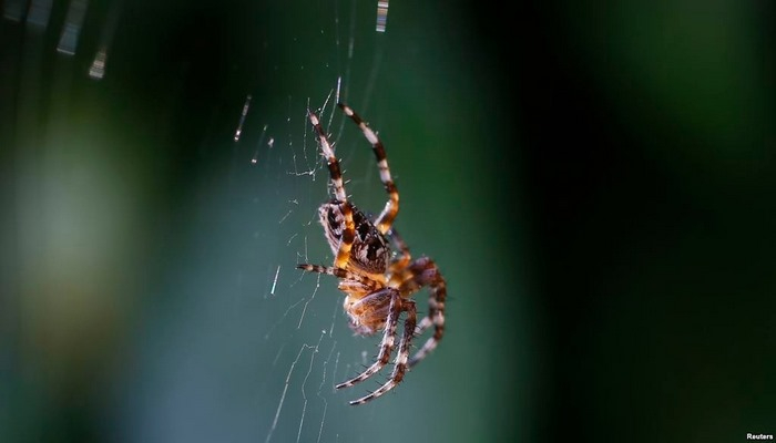 Hörümçək zəhəri iflicə qarşı