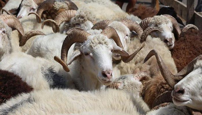 Qurban bayramı haqqında maraqlı faktlar