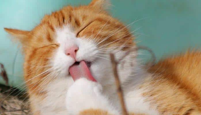 200 min dollara pişik satılır: Sahibi əmin edir ki, alan peşman olmayacaq