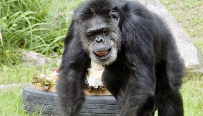 Dünyanın ən yaşlı meymunu öldü