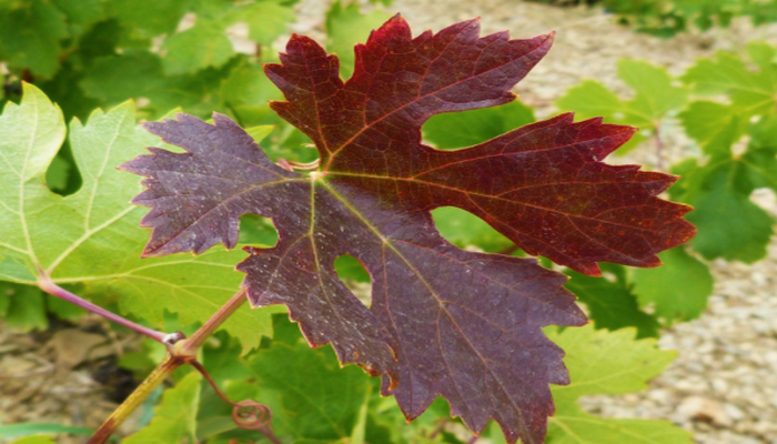 Ученые: Виноградные листья борются с холестерином