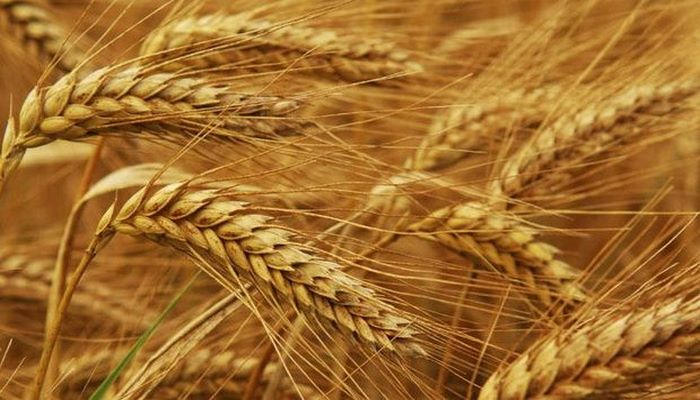 Azərbaycan alimləri tərəfindən 3 yeni buğda sortu patenləşdirilib
