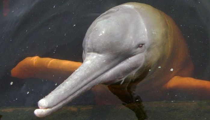 Amazon delfinləri “Qırmızı kitab”a düşdü