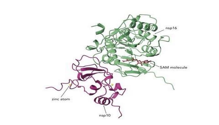 Koronavirus SARS CoV-2 müalicəsi üçün yeni bir dərman hədəfi tapılıb