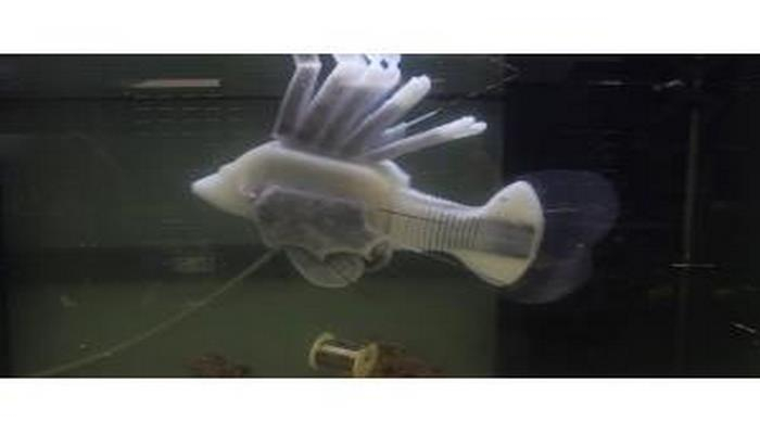 Robot balıq batareya əvəzinə “qandan” istifadə edir