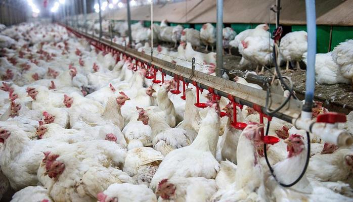 В Азербайджане проведен очередной мониторинг в связи с "птичьим гриппом"