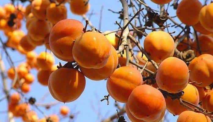 Xurma bakteriya və parazitləri məhv edir