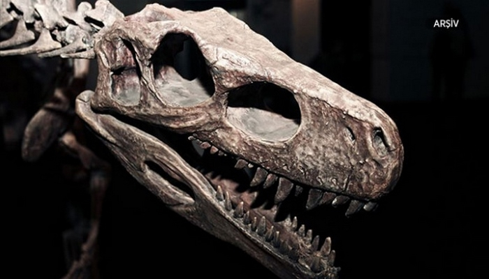 Dinozavrların “nəsli kəsilmək” bilmir - Daha bir növ kəşf edildi