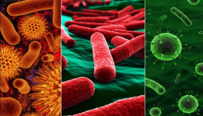 Bu bakteriyalar orqanizm üçün vacibdir