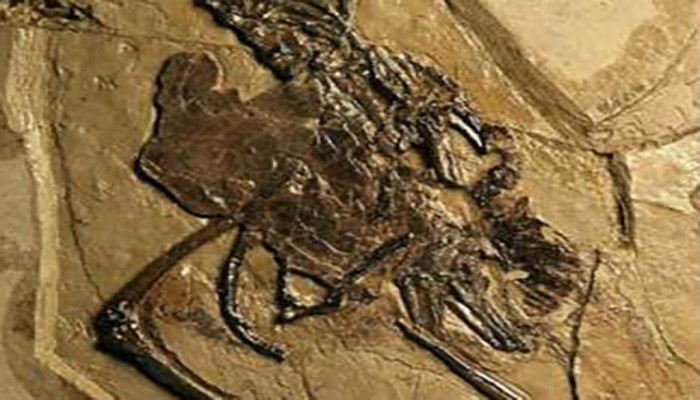 Çində içərisində yumurta olan daşlaşmış quş tapılıb