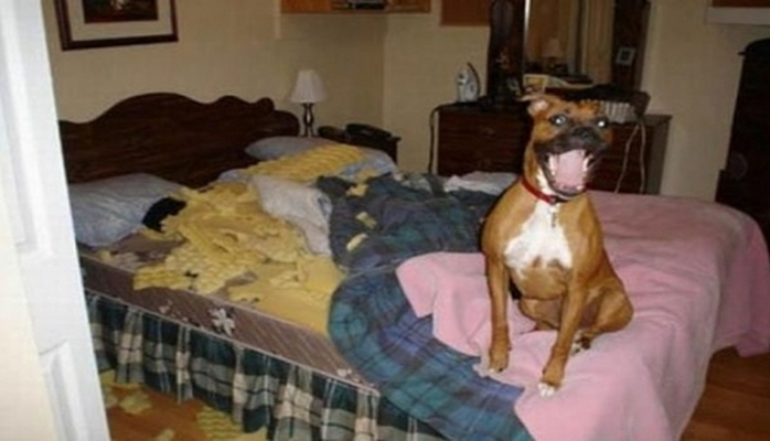 Uşaqlar və valideynlər  ?Bina evində it-pişik saxlamaq olarmı?