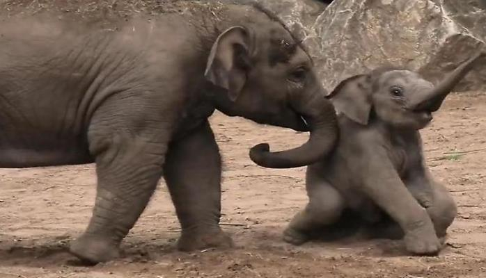 Слонята устроили забавную схватку на глазах у посетителей зоопарка