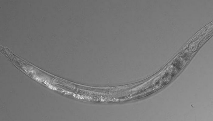 ABŞ-da üçcinsli qurd aşkar edildi