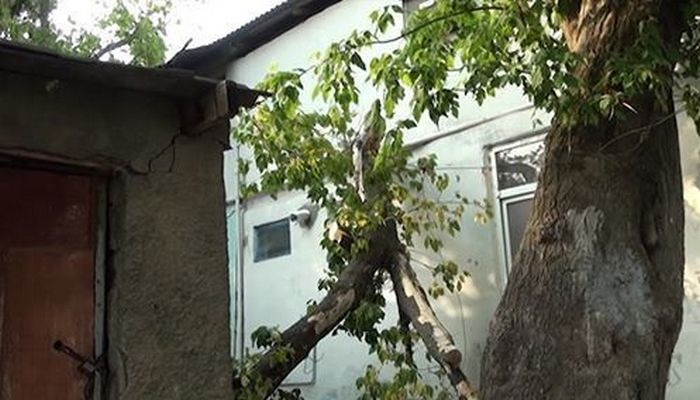 Güclü külək Goranboyda ağacları aşırdı, kəndlər işıqsız qaldı
