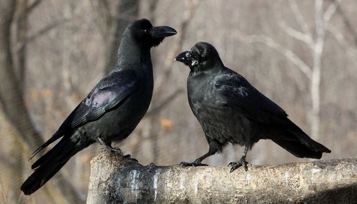 Dünya bu hadisədən danışır: Qarğalar ağlasığmaz hərəkət etdilər
