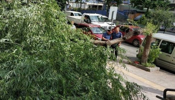 Сильный ветер в Баку сломал деревья