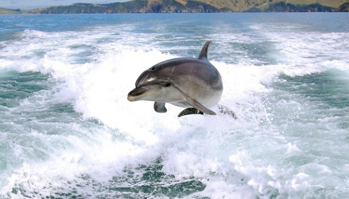 Yeni Zelandiyada delfin qadağası işə başladı