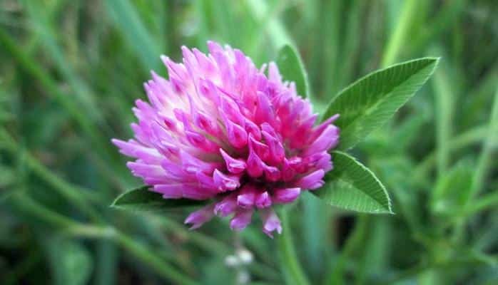 Bu bitki revmatizmi yox edir