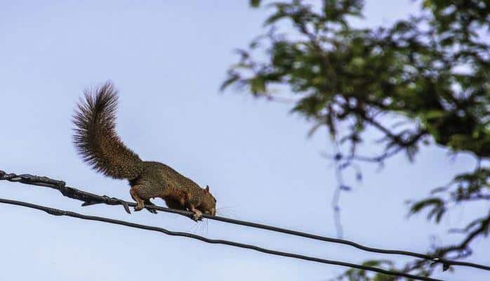 Белка оставила без электричества тысячи жителей Нью-Йорка