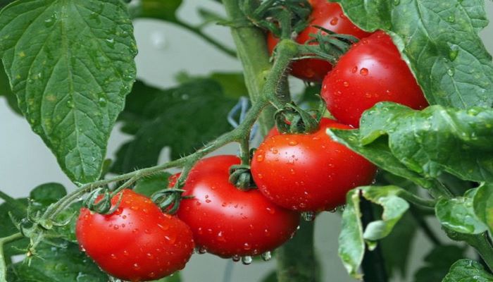 Эксперты рассказали, как правильно есть помидоры для максимальной пользы