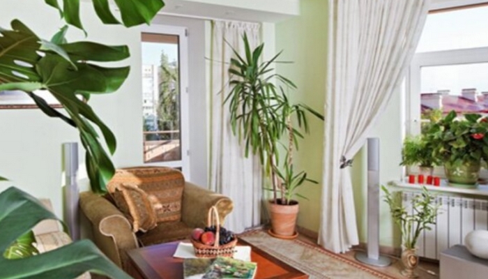 Evdə bu bitkiləri saxlamaq vacibdir
