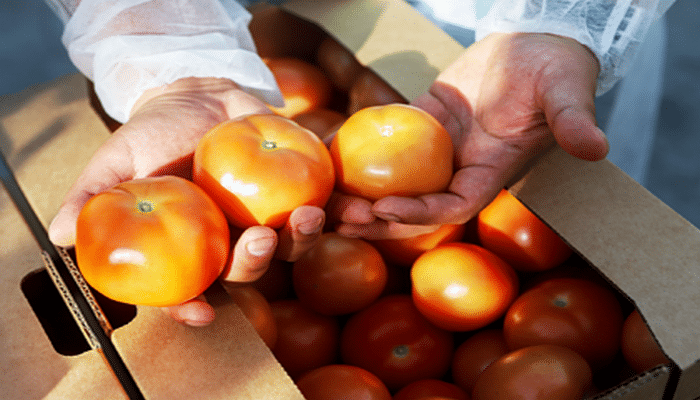 Турецким поставщикам запретили везти в Россию свои помидоры