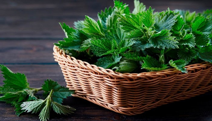 Gicitkanın inanılmaz faydaları