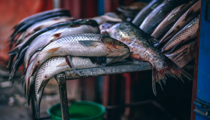 Qanunsuz balıq ovlayan şəxs cəzalandırılıb