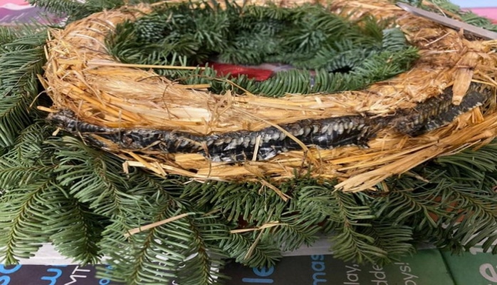 Yeni il bəzəyinin içindən ilan çıxdı