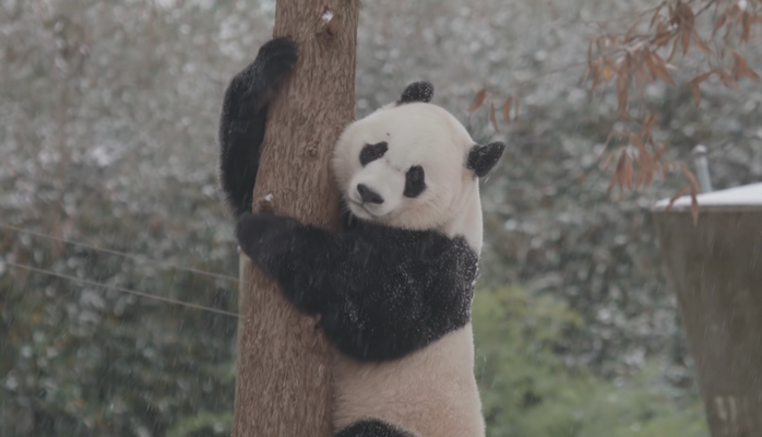 Панда наслаждается первым снегом