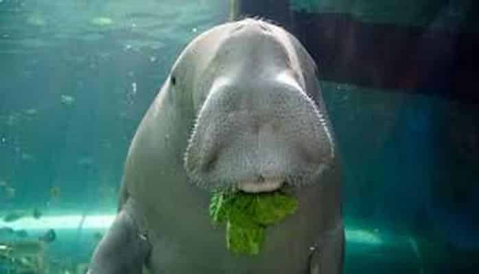 Прогулки с сиренами