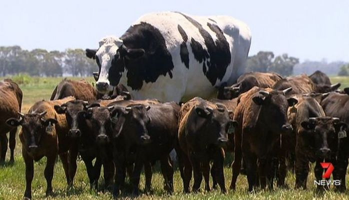 В Австралии нашли корову ростом с Майкла Джордана