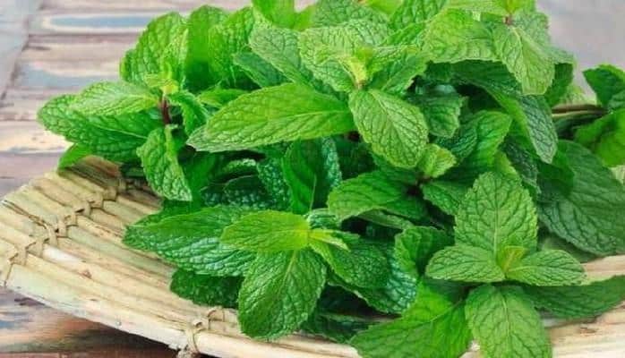 Названы главные полезные свойства мяты
